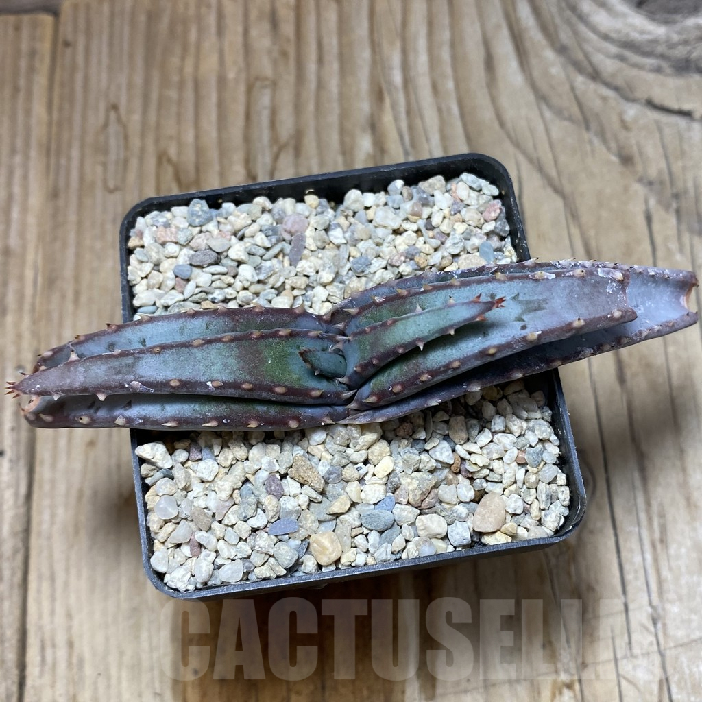 SH6205 Aloe suprafoliata - Image 3