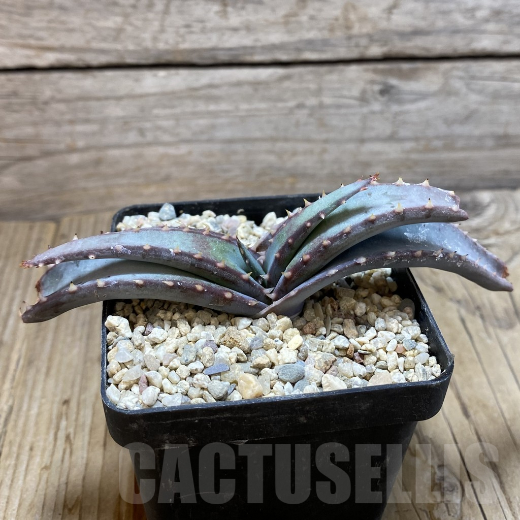 SH6205 Aloe suprafoliata - Image 2