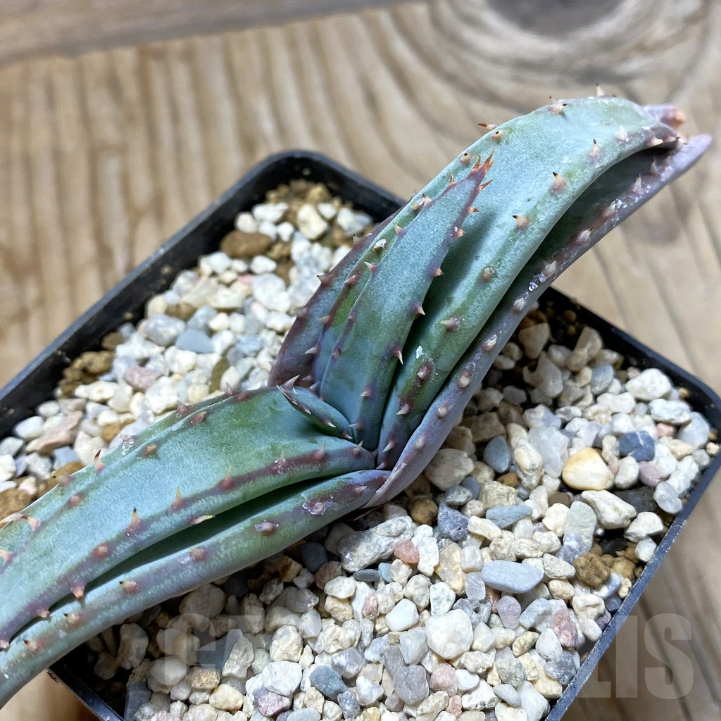 SH6206 Aloe suprafoliata