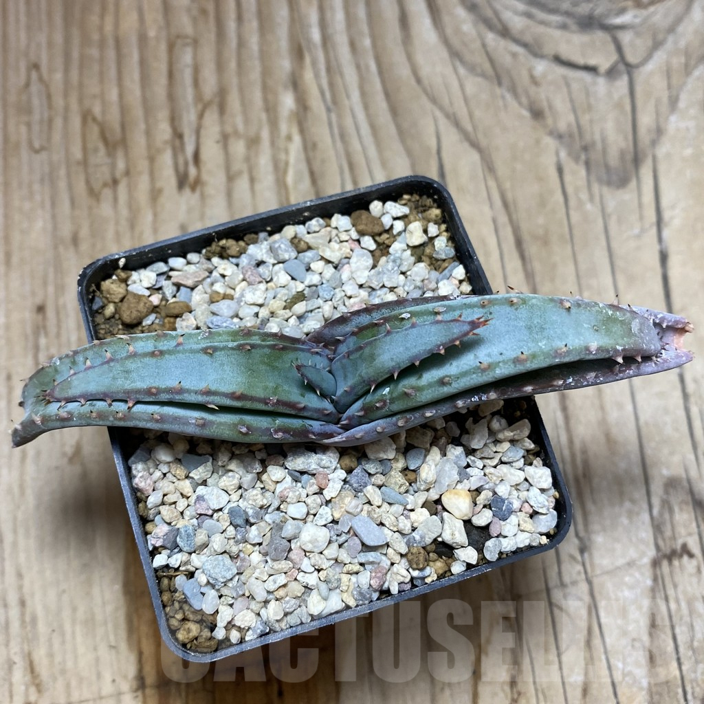 SH6206 Aloe suprafoliata - immagine 2