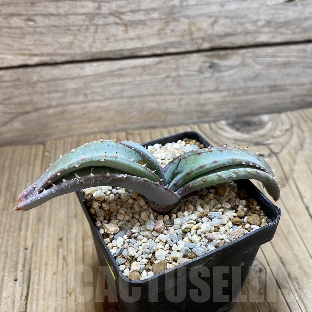 SH6206 Aloe suprafoliata - immagine 3