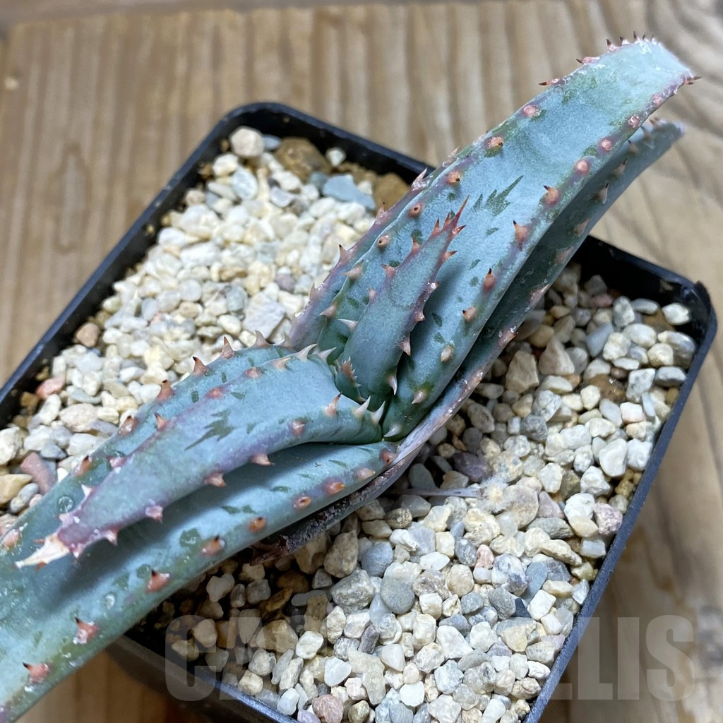 SH6207 Aloe suprafoliata