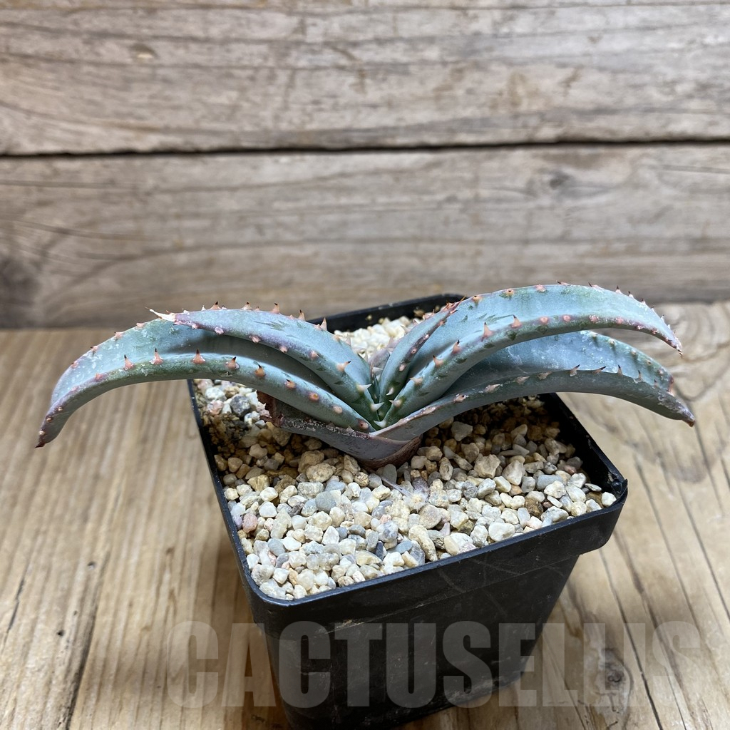 SH6207 Aloe suprafoliata - immagine 2