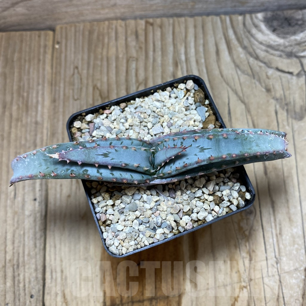 SH6207 Aloe suprafoliata - immagine 3