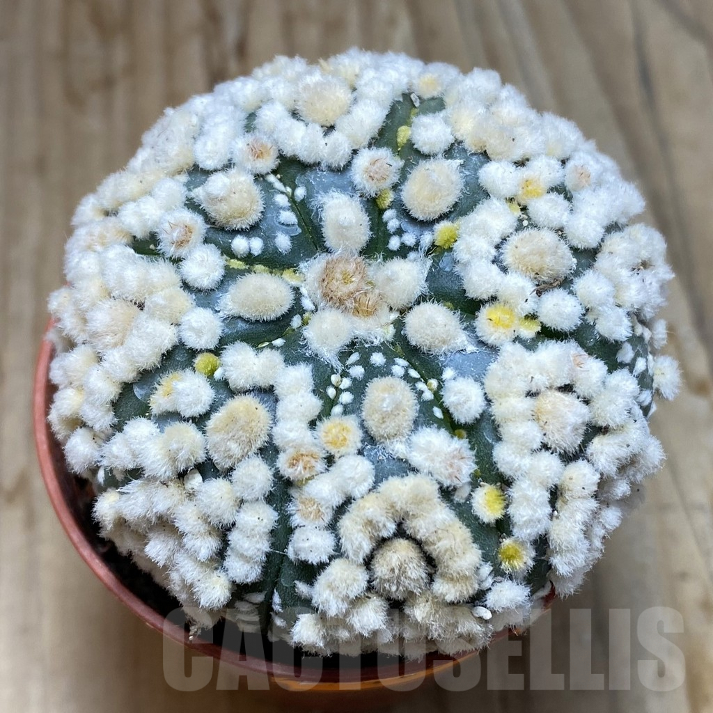 SH6165 Astrophytum asterias 'Hanazono'