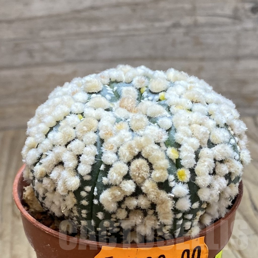 SH6165 Astrophytum asterias 'Hanazono' - Image 2