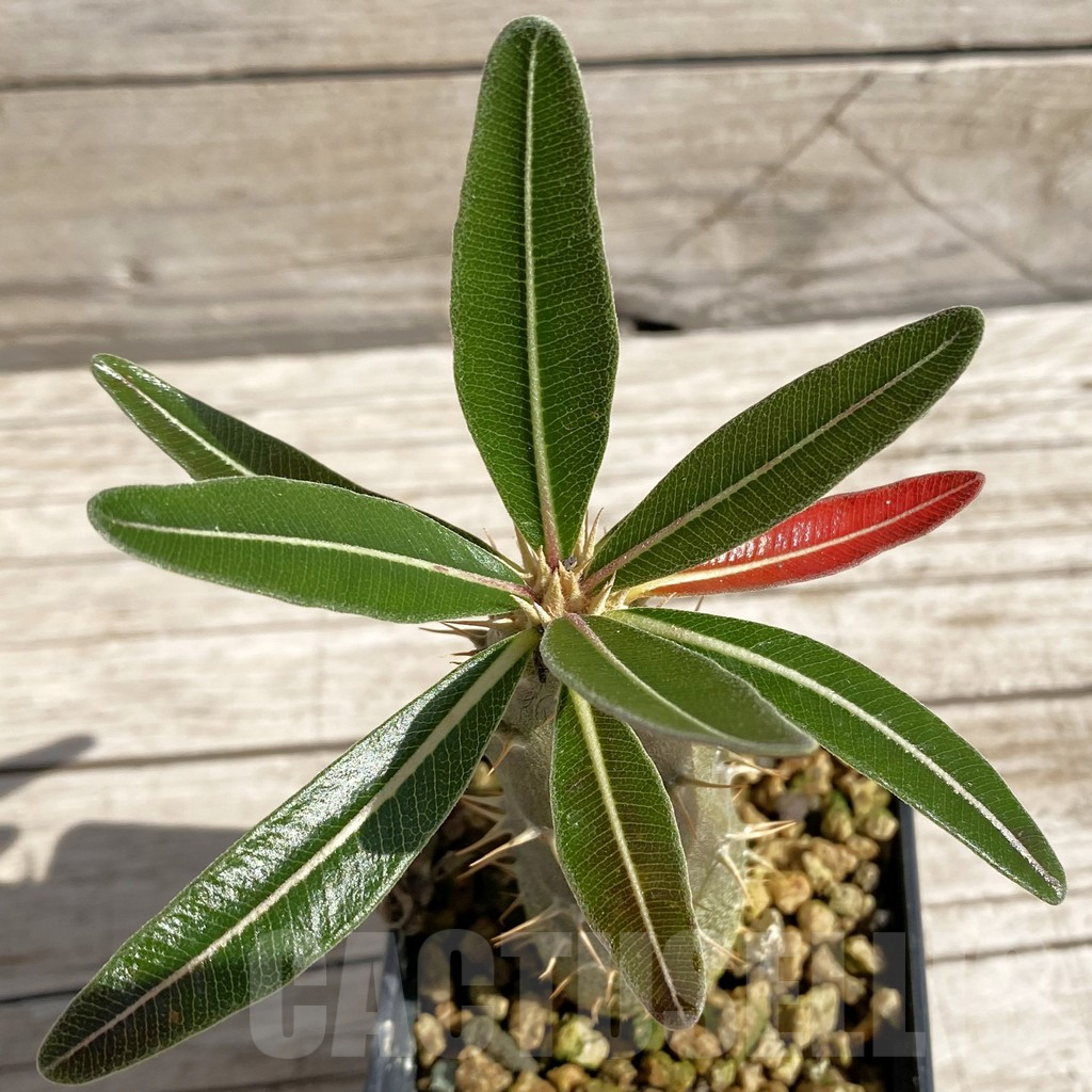 SH6215 Pachypodium rosulatum