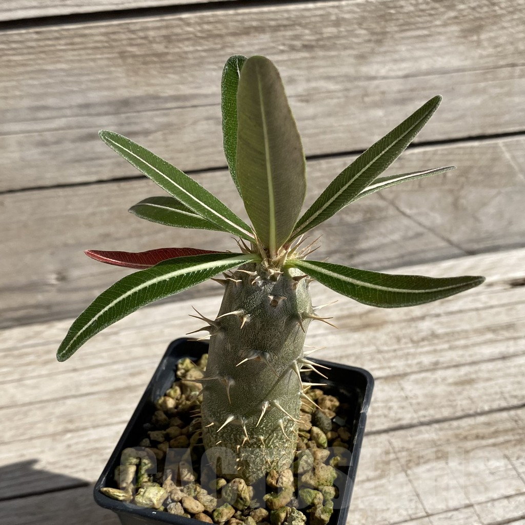 SH6215 Pachypodium rosulatum - Image 2