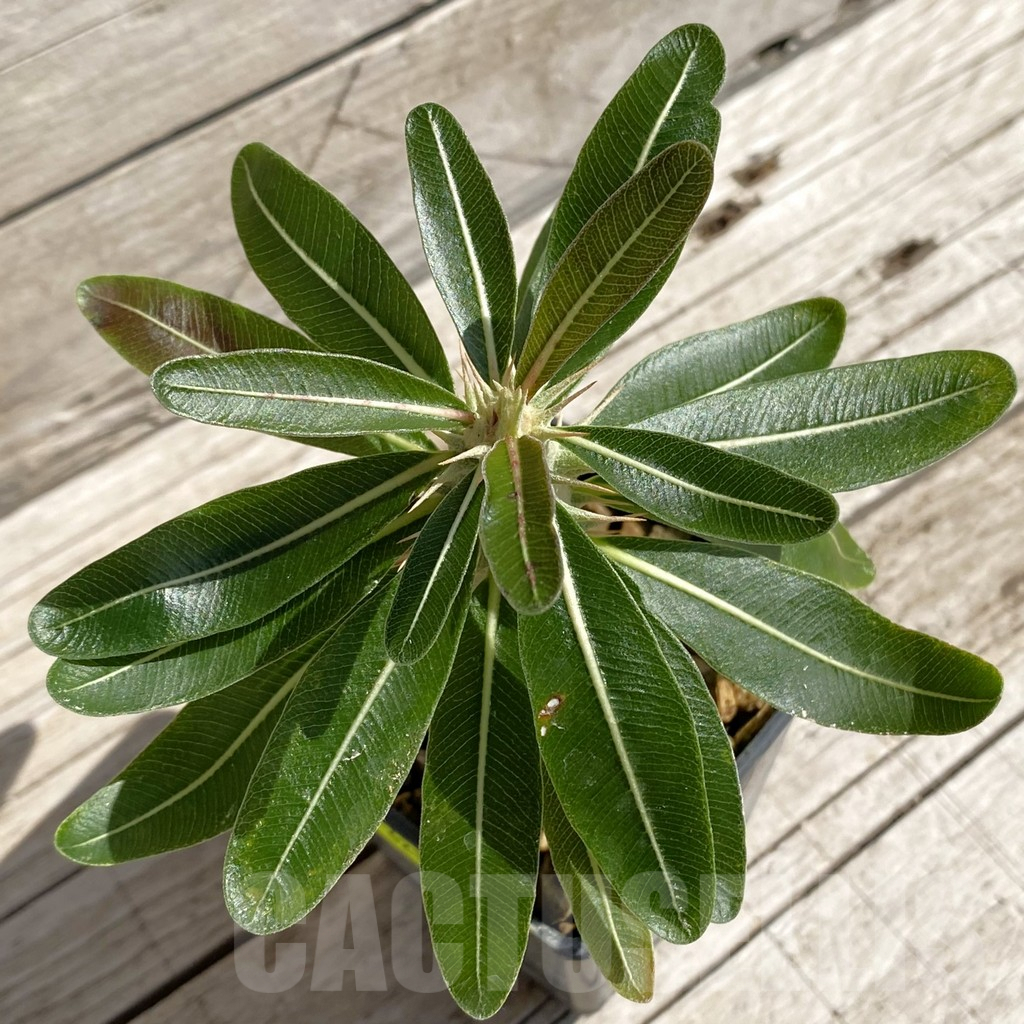 SH6216 Pachypodium rosulatum