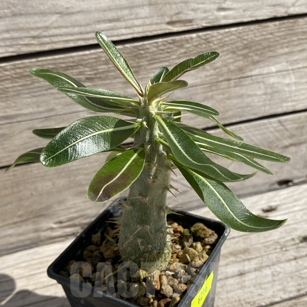 SH6216 Pachypodium rosulatum - Image 2