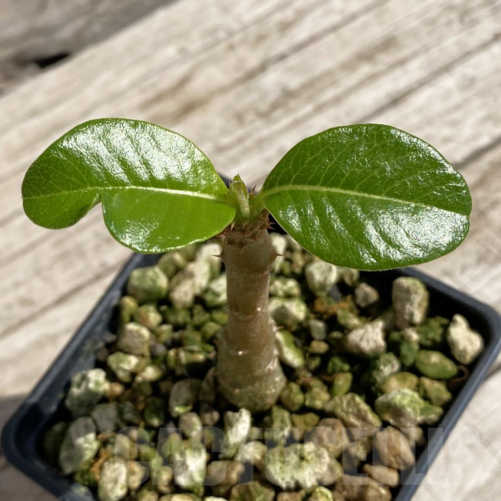 SH6217 Pachypodium baronii v. windsorii