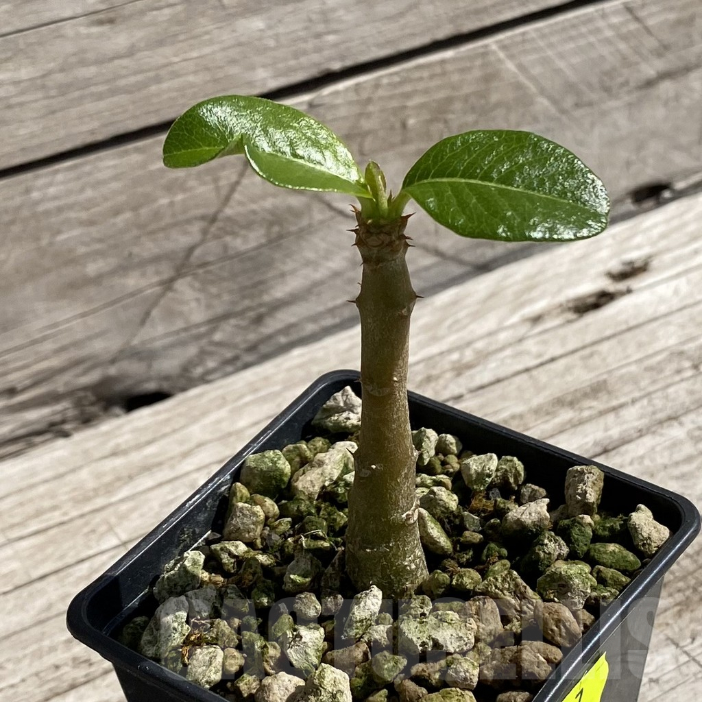 SH6217 Pachypodium baronii v. windsorii - Image 2