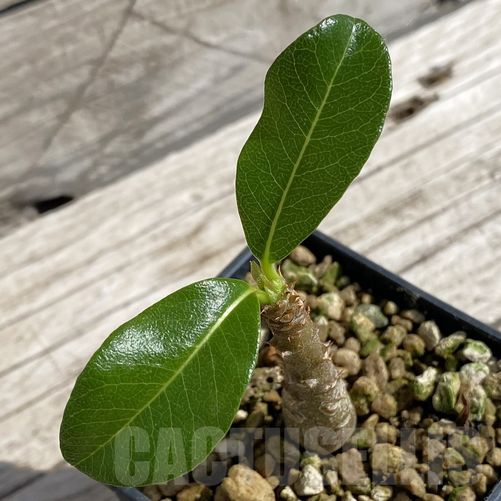 SH6218 Pachypodium baronii v. windsorii