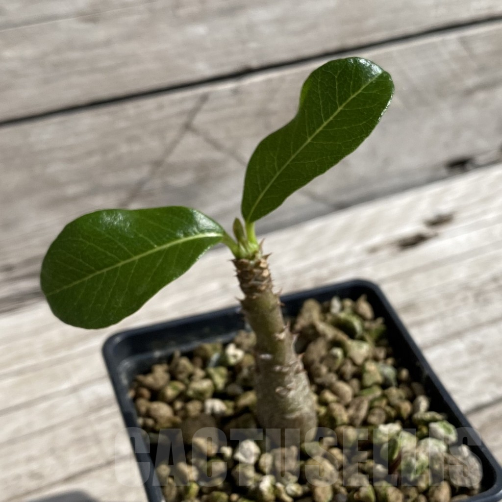 SH6218 Pachypodium baronii v. windsorii - Image 2