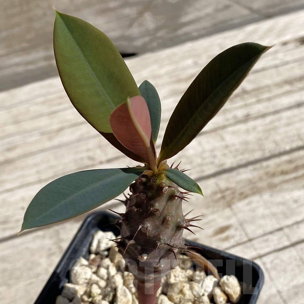 SH6219 Euphorbia pachypodioides