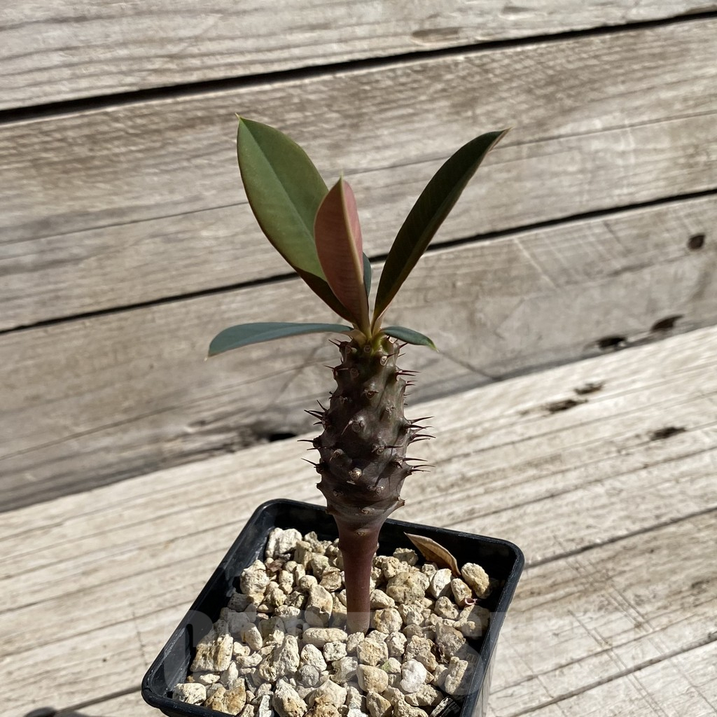 SH6219 Euphorbia pachypodioides - Image 2