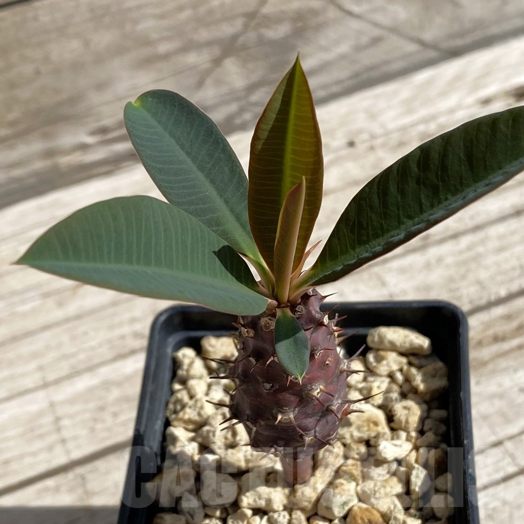 SH6220 Euphorbia pachypodioides