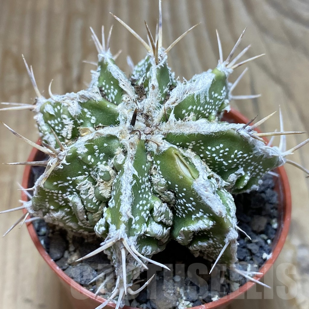 SH6160 Astrophytum ornatum ‘Dinosaur’ (Fukuryu Hannya)