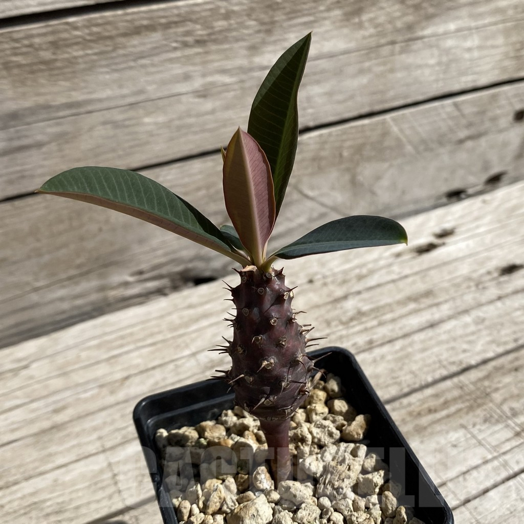 SH6220 Euphorbia pachypodioides - Image 2