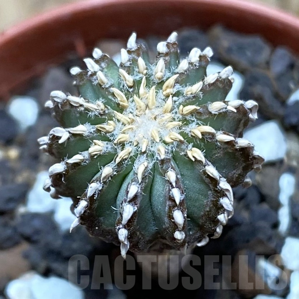 SH6168 Geohintonia neomexicana, seedling