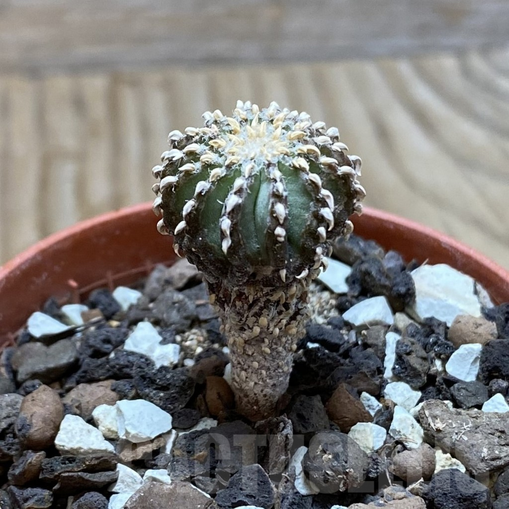 SH6168 Geohintonia neomexicana, seedling - Imagen 2