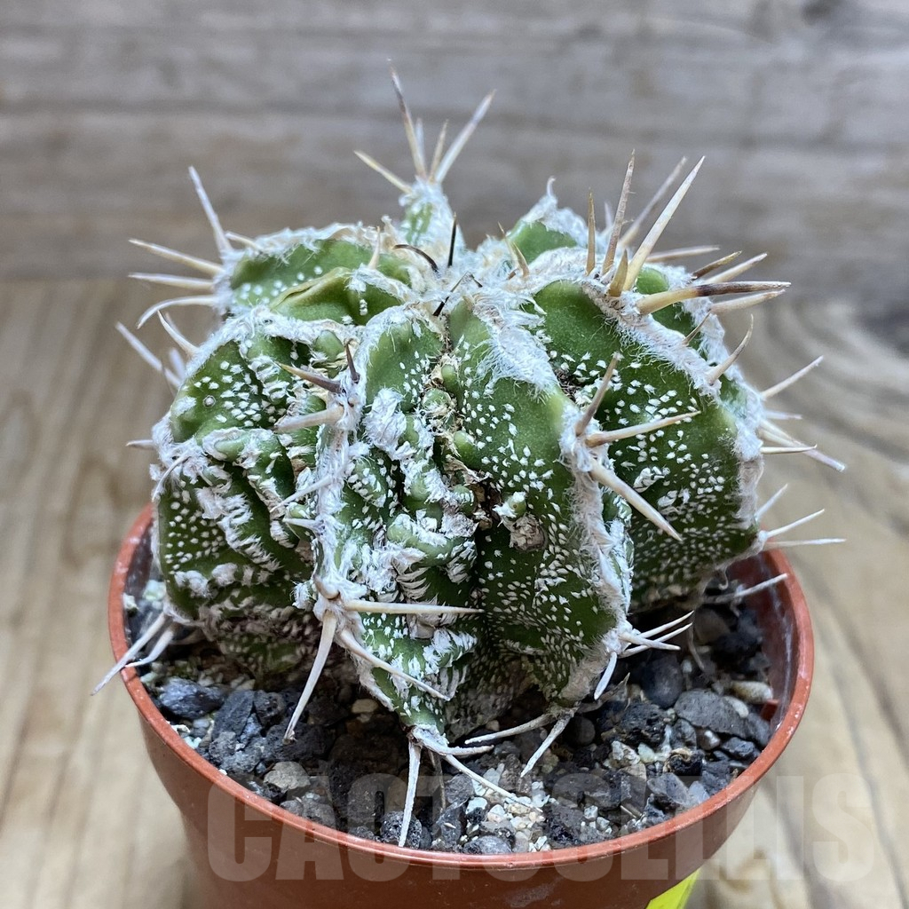 SH6160 Astrophytum ornatum ‘Dinosaur’ (Fukuryu Hannya) - immagine 2