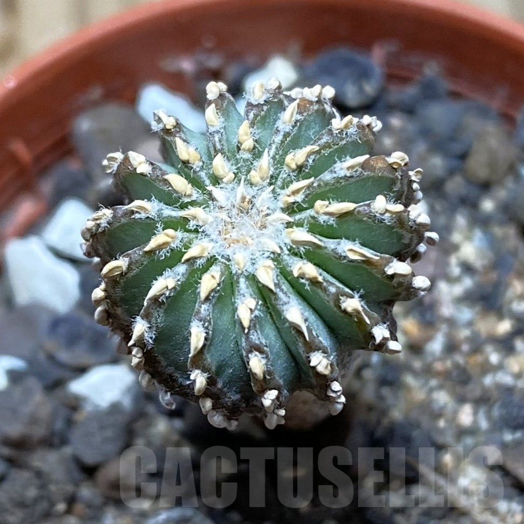 SH6169 Geohintonia neomexicana, seedling