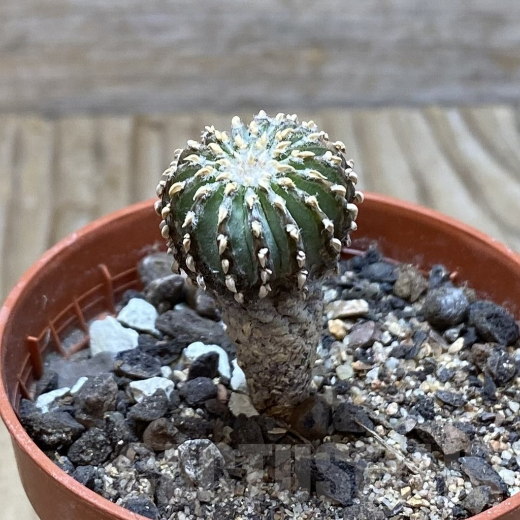 SH6169 Geohintonia neomexicana, seedling - Image 2