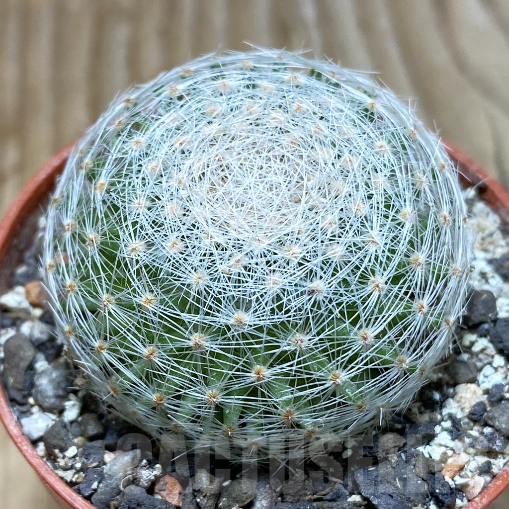 SH6173 Mammillaria lenta