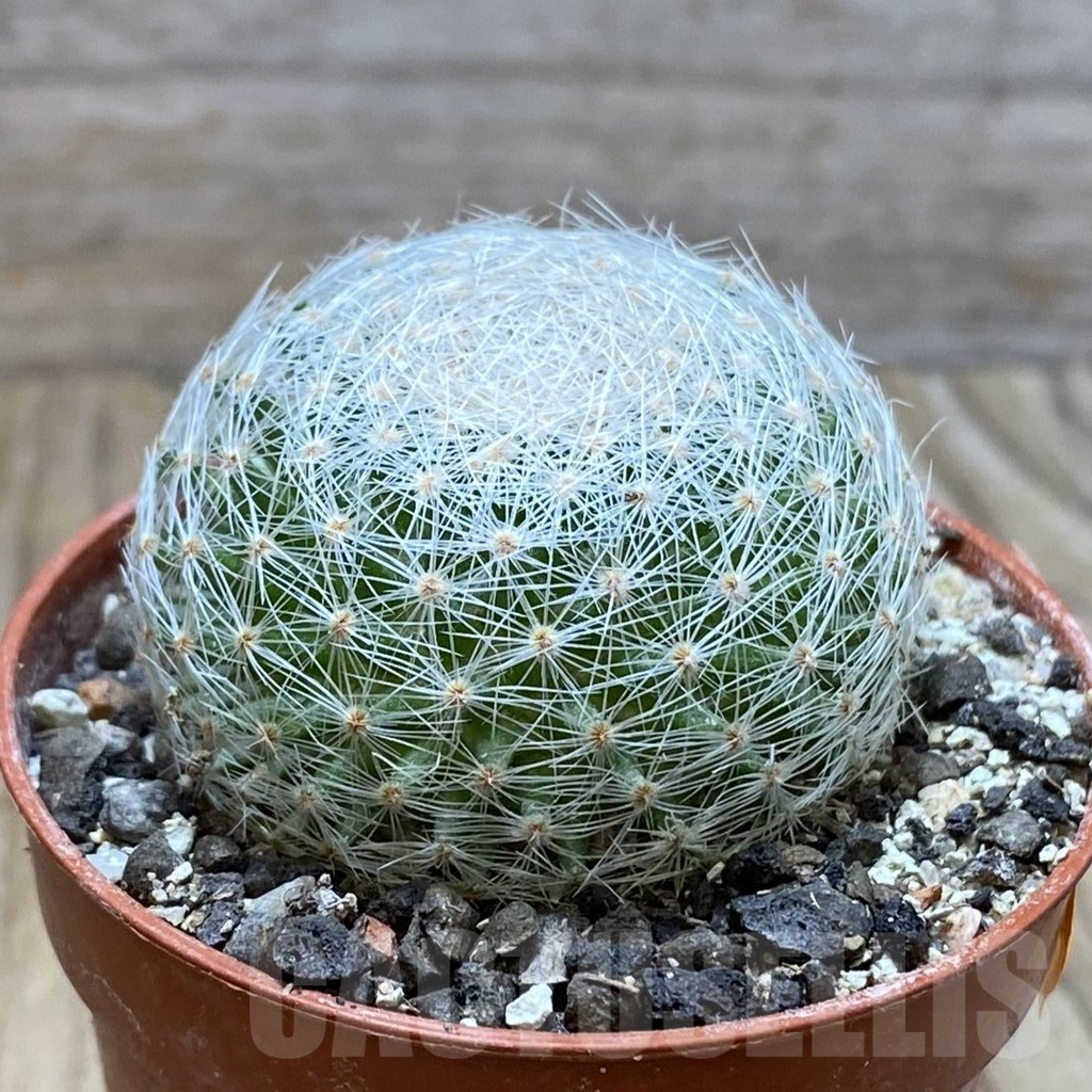SH6173 Mammillaria lenta - 画像 (2)