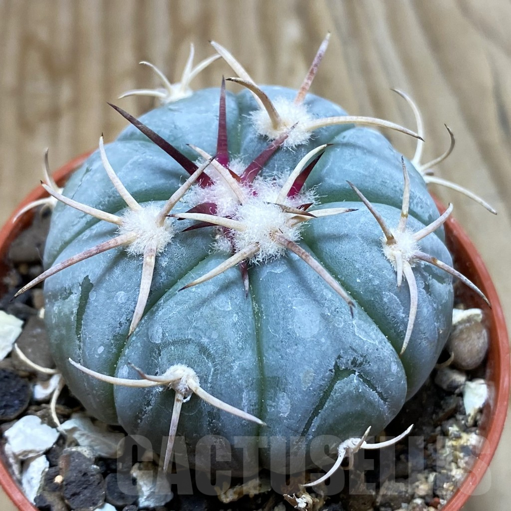 SH6174 Echinocactus horizonthalonius MR 21