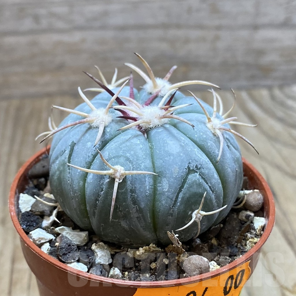 SH6174 Echinocactus horizonthalonius MR 21 - Imagen 2