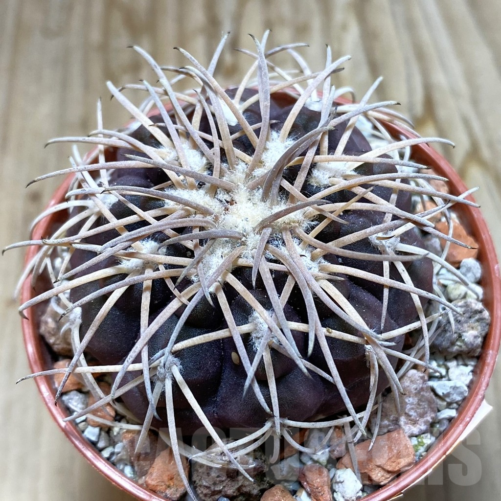 SH6176 Gymnocalycium spegazzinii TOM 06-81/1 -El Obelisco-