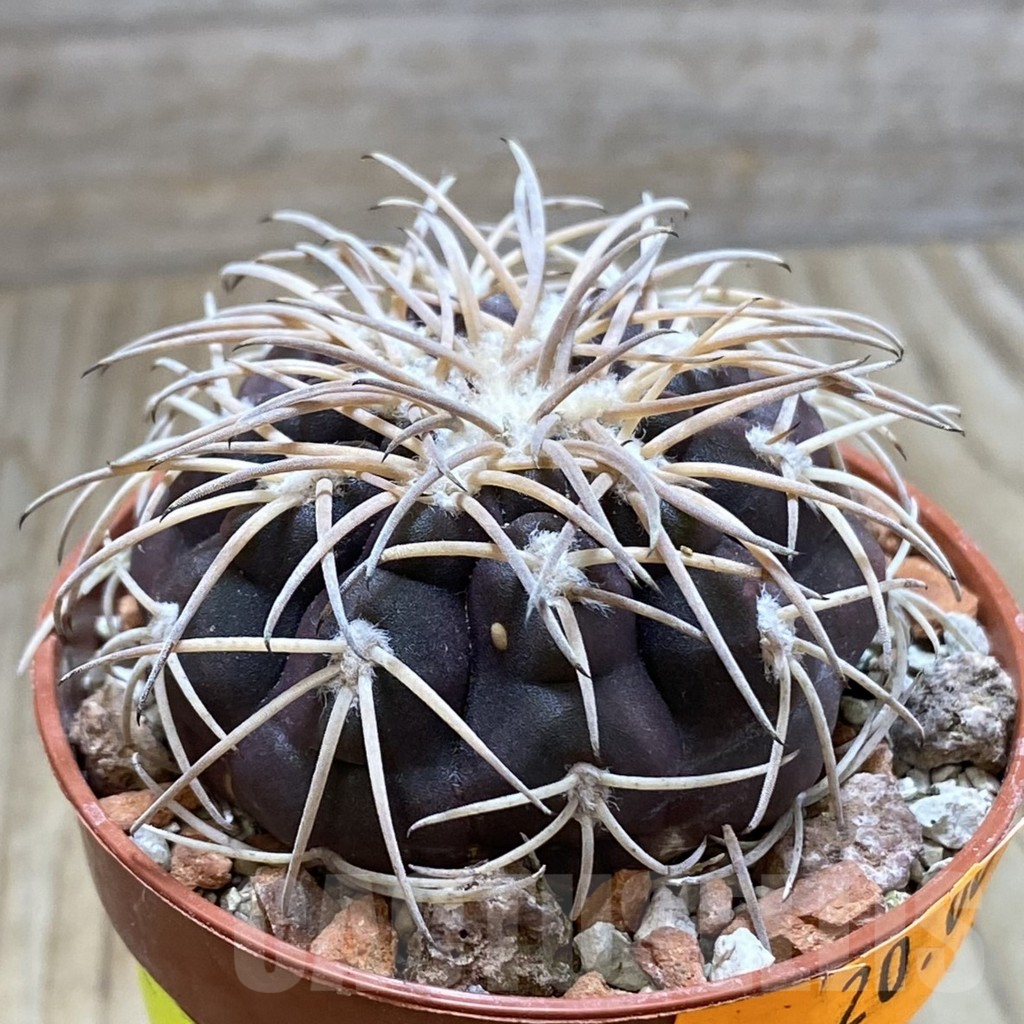 SH6176 Gymnocalycium spegazzinii TOM 06-81/1 -El Obelisco- - Imagen 2