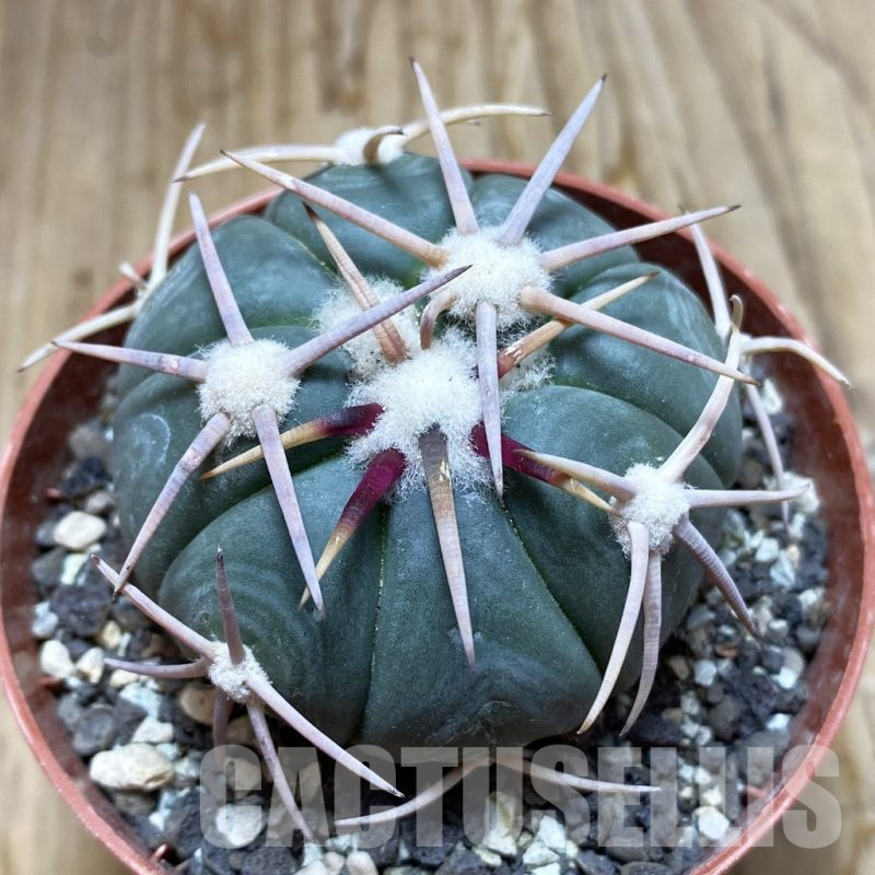SH6180 Echinocactus horizonthalonius -Carazone d Mol-