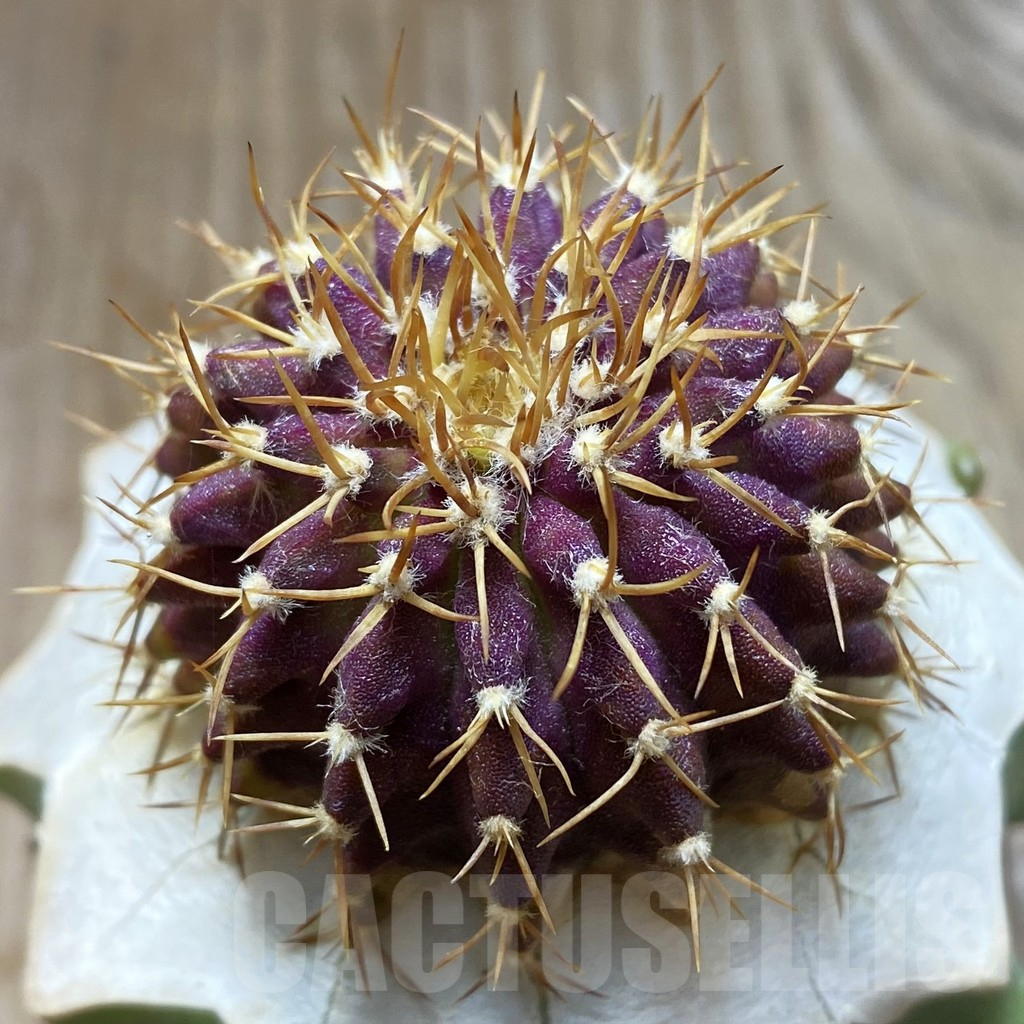 SH6184 Uebelmannia buiningii, grafted