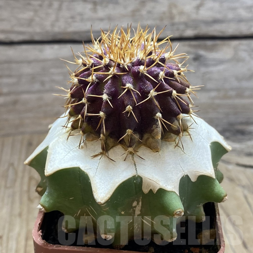 SH6184 Uebelmannia buiningii, grafted - Image 2