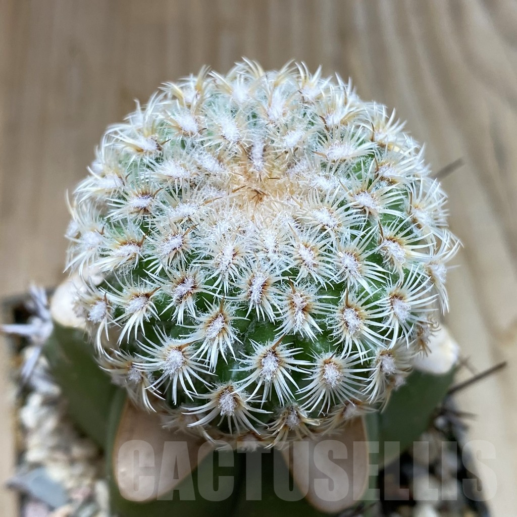 SH6185 Mammillaria huitzilopochtli, grafted