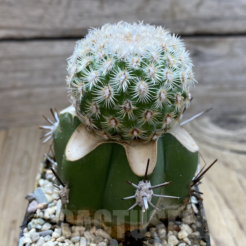 SH6185 Mammillaria huitzilopochtli, grafted - Image 2