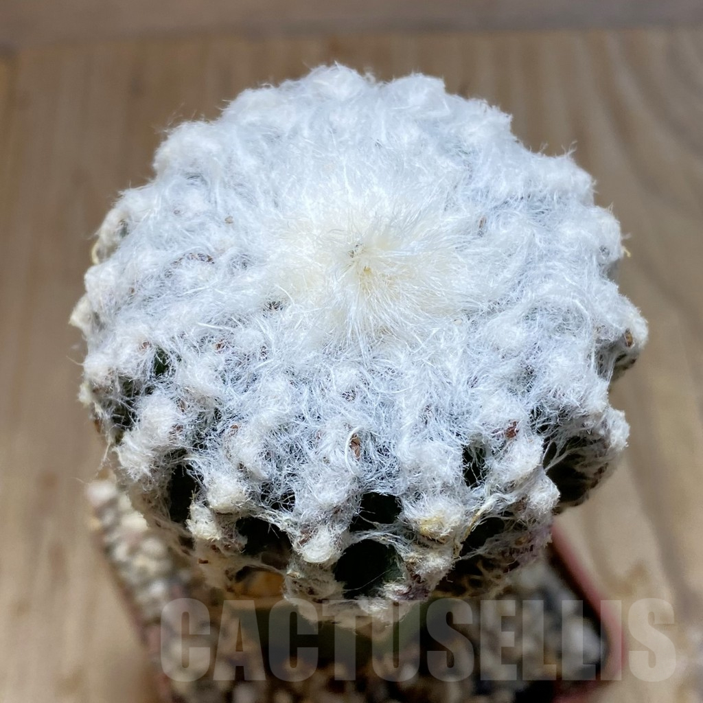 SH6188 Discocactus horstii, grafted