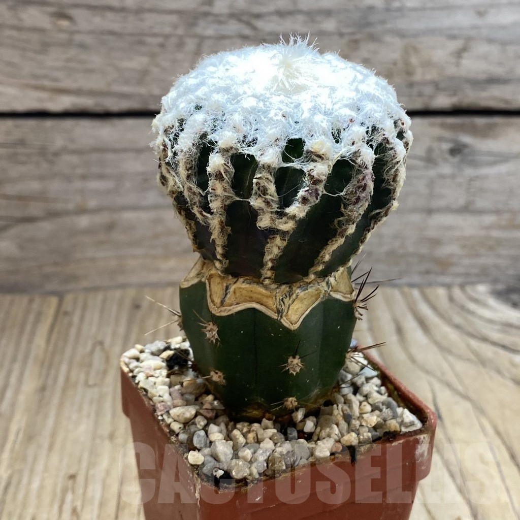 SH6188 Discocactus horstii, grafted - Image 2