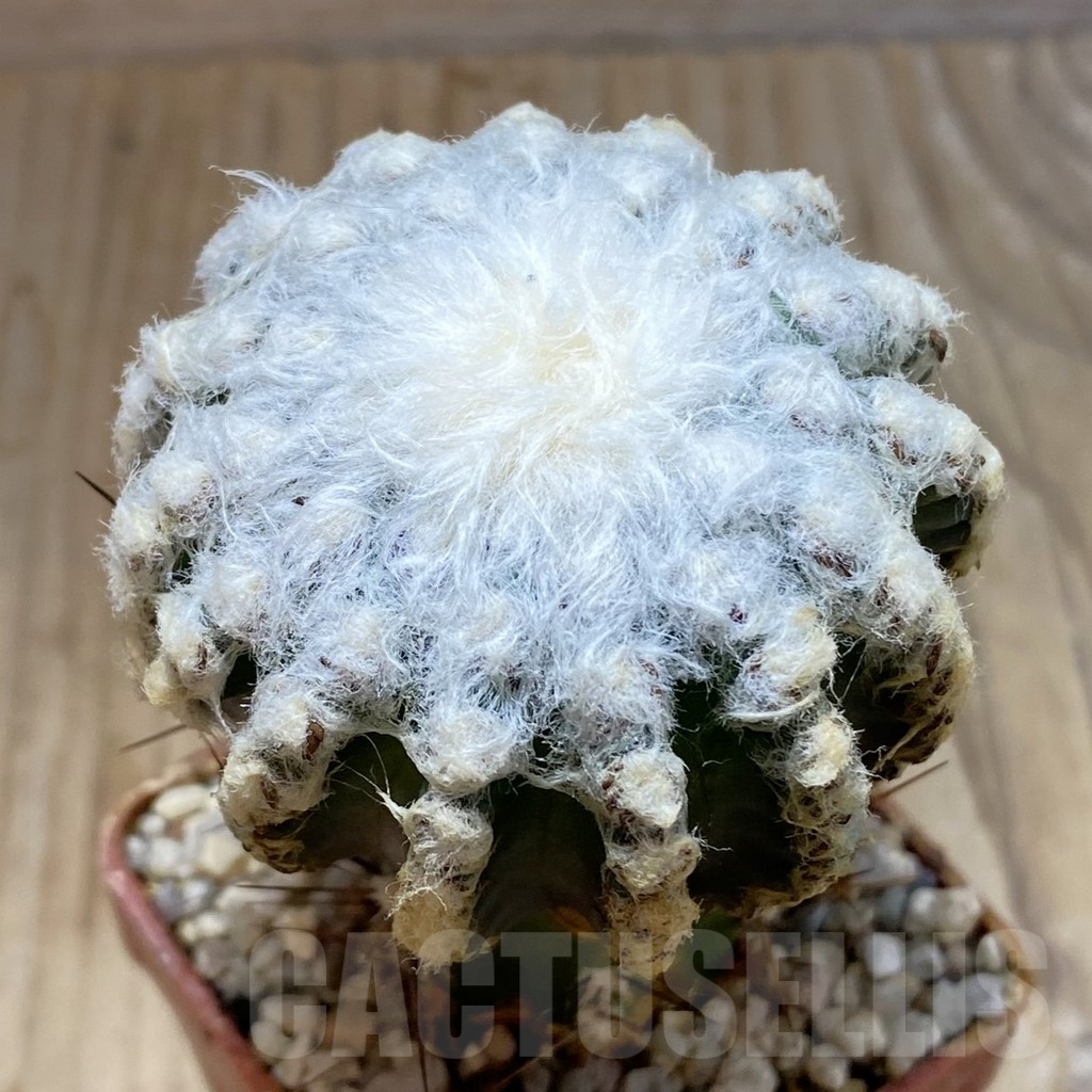 SH6189 Discocactus horstii, grafted