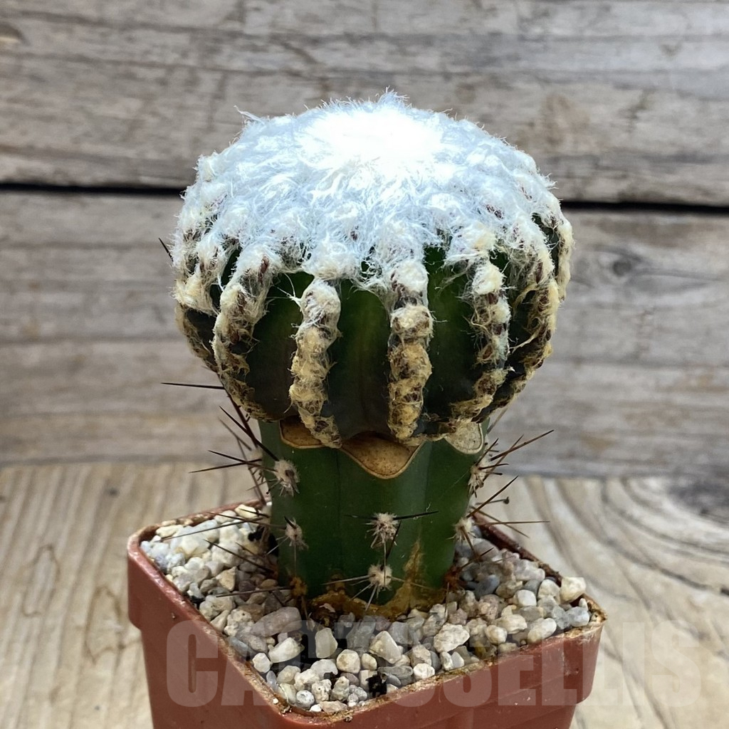 SH6189 Discocactus horstii, grafted - Image 2