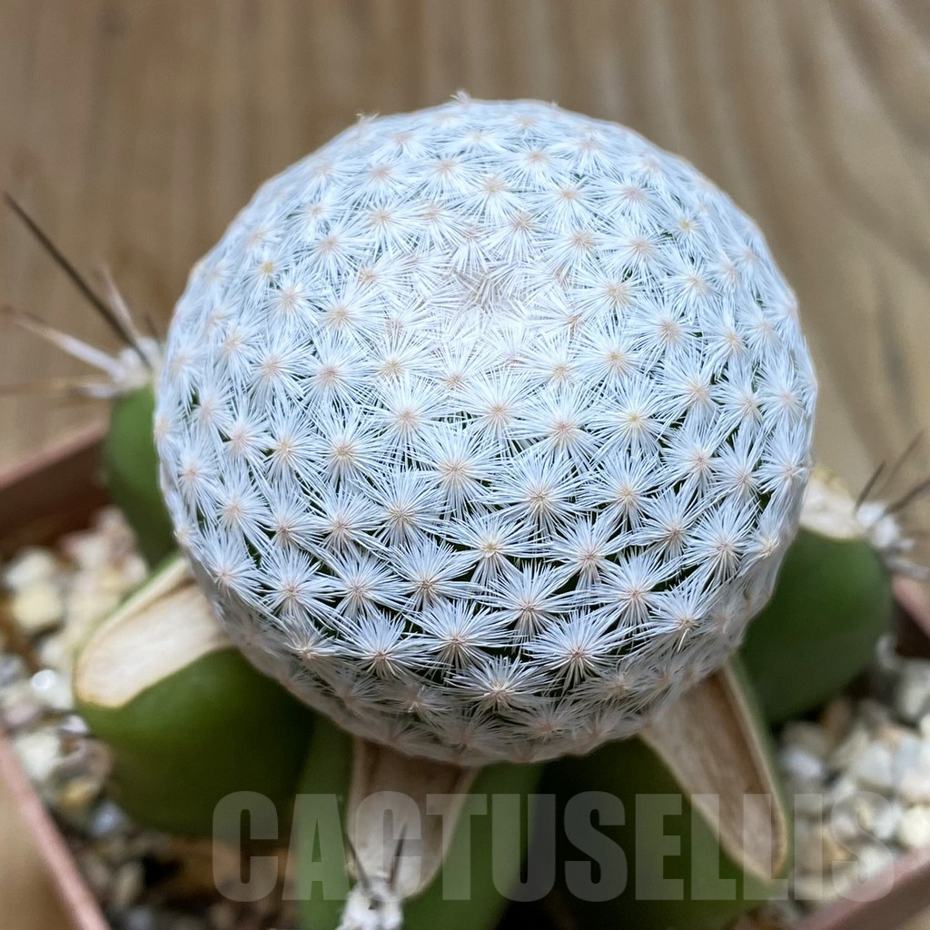 SH6190 Mammillaria egregia, grafted