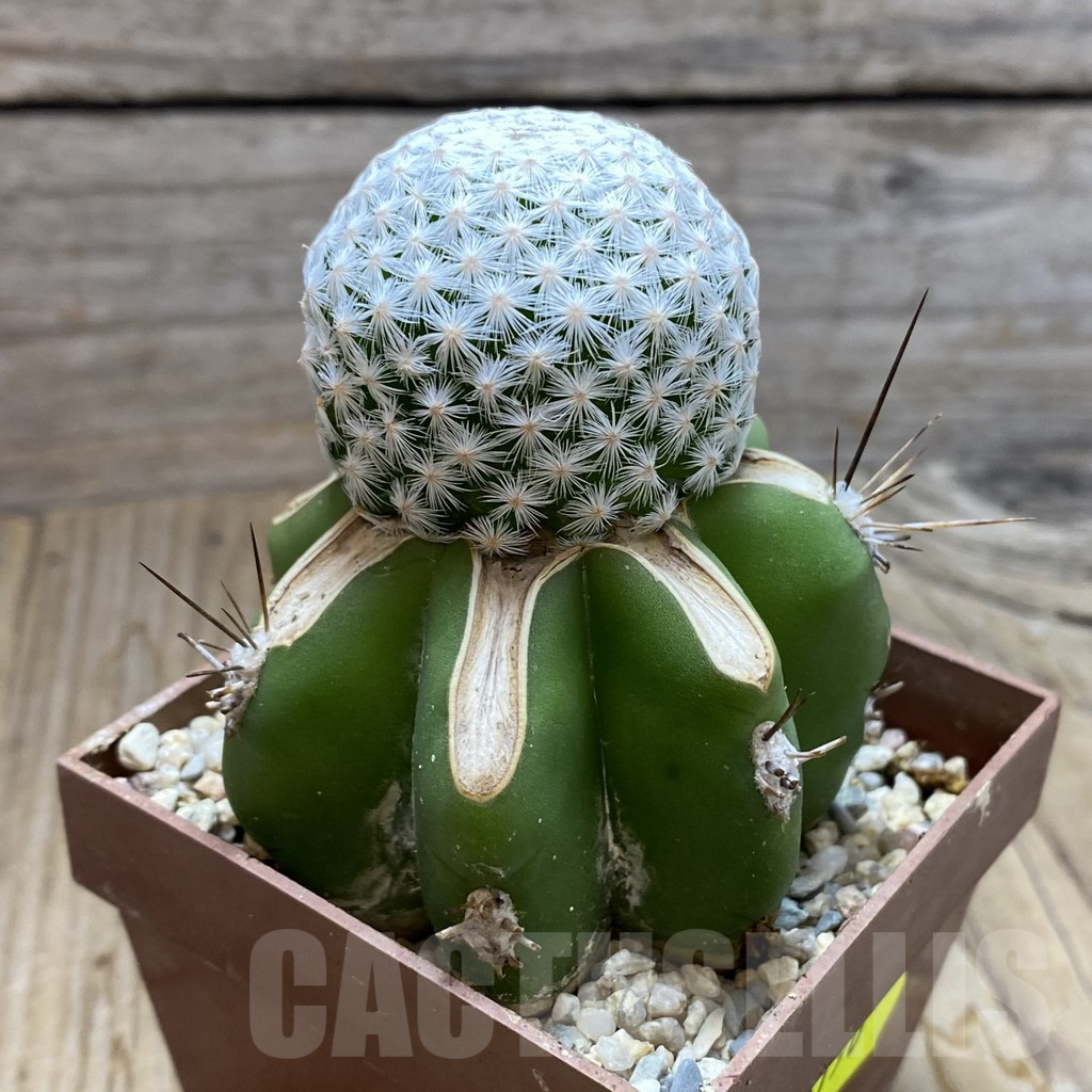 SH6190 Mammillaria egregia, grafted - Image 2