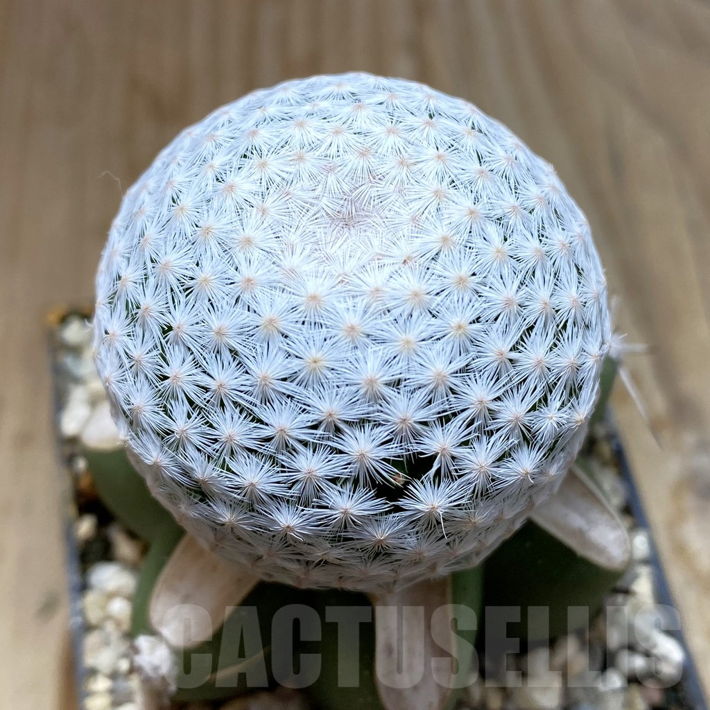 SH6191 Mammillaria egregia, grafted