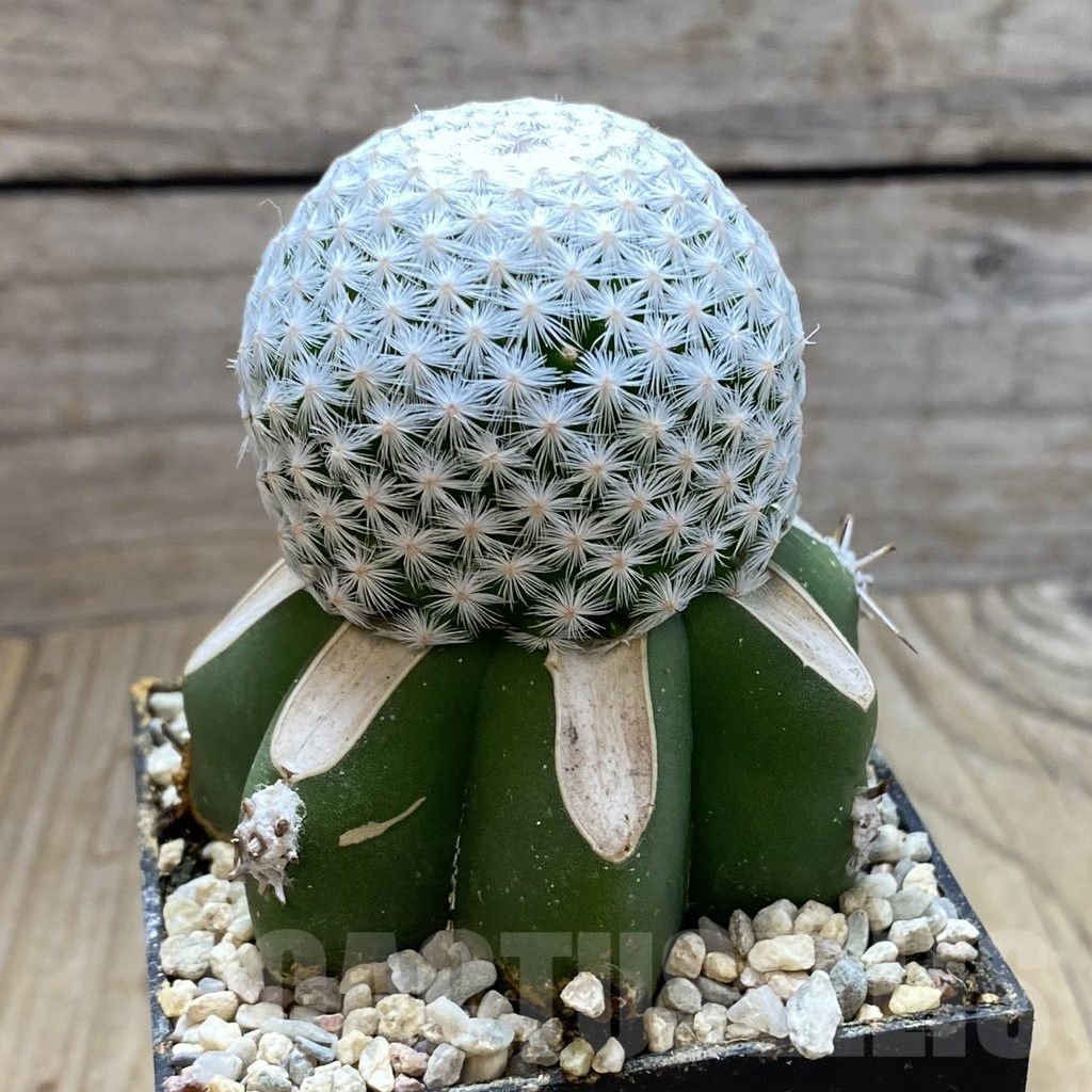 SH6191 Mammillaria egregia, grafted - Image 2