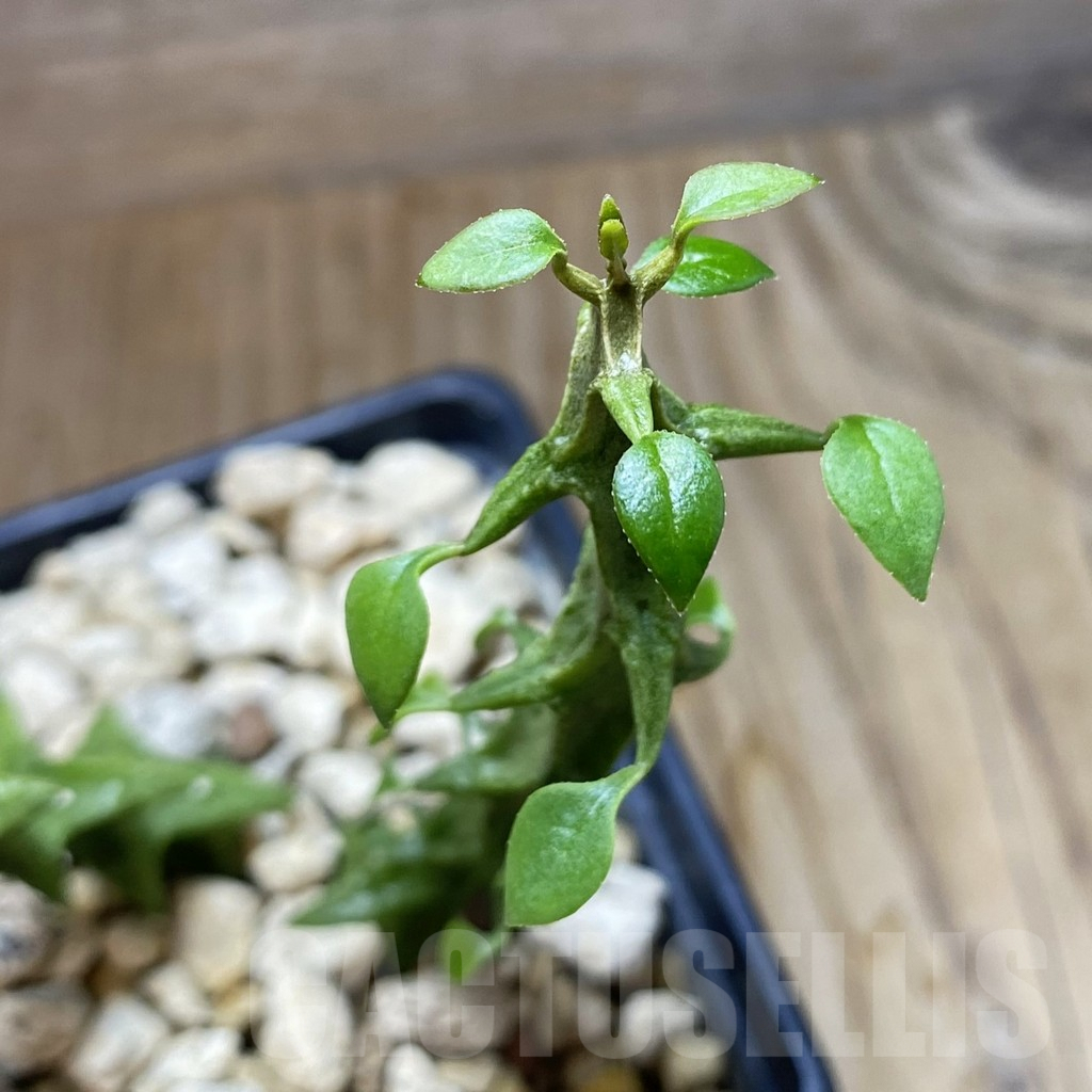SH6257 Ceropegia simoneae 'Green Form', 2 plants