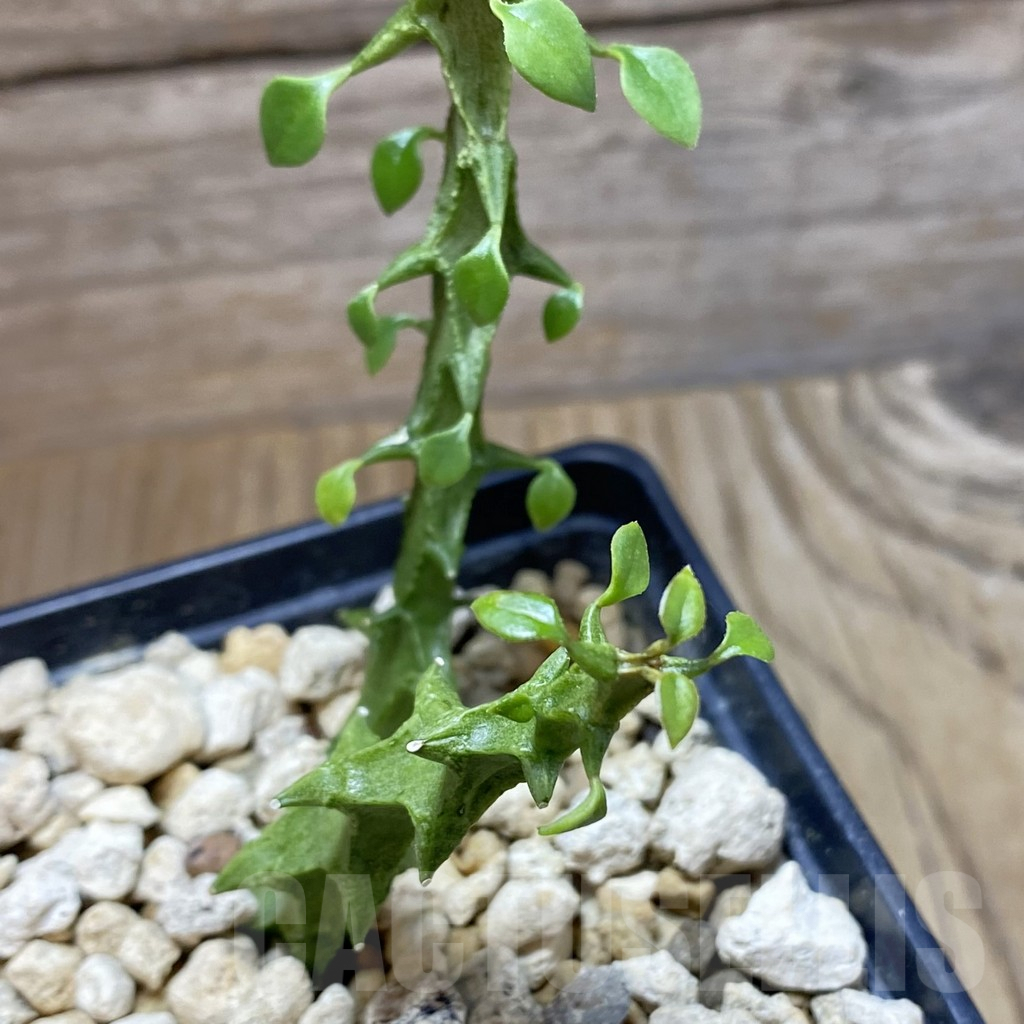 SH6257 Ceropegia simoneae 'Green Form', 2 plants - Imagen 2