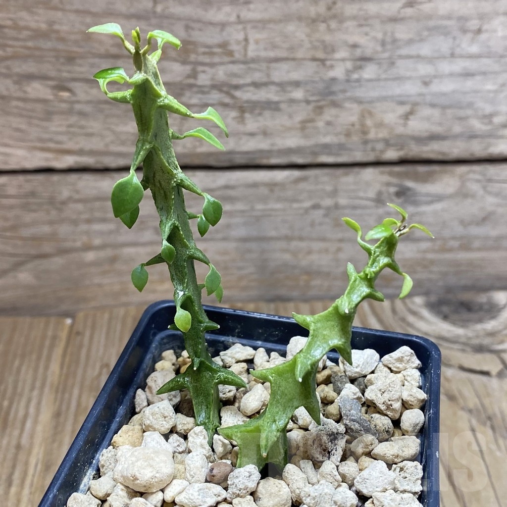 SH6257 Ceropegia simoneae 'Green Form', 2 plants - Imagen 3